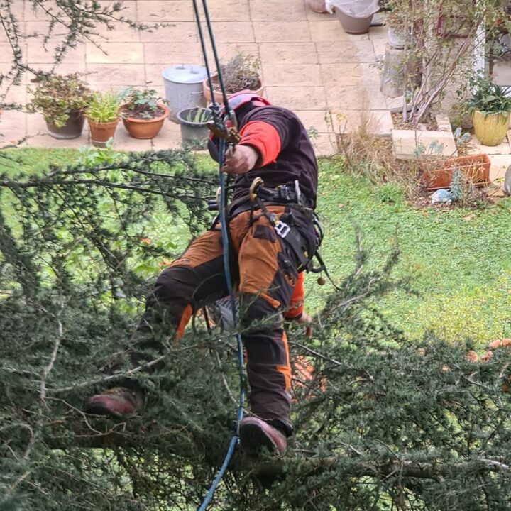 Élagage Villars les Dombes